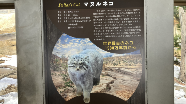 マヌルネコ